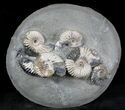 Iridescent Ammonite (Deschaesites) Cluster - Russia #28347-1